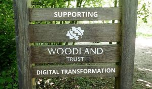 Serious About Sustainable IT: Announcing Our New Woodland Trust Corporate Membership